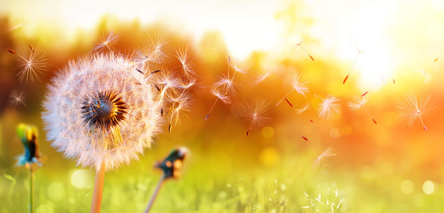 Allergies : et si l’intestin tenait la clé ?