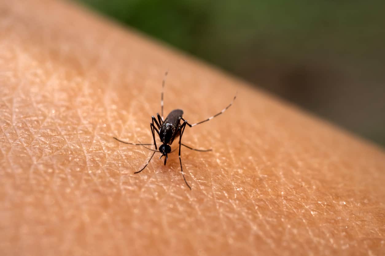 Evaluation d’un vaccin contre le chikungunya