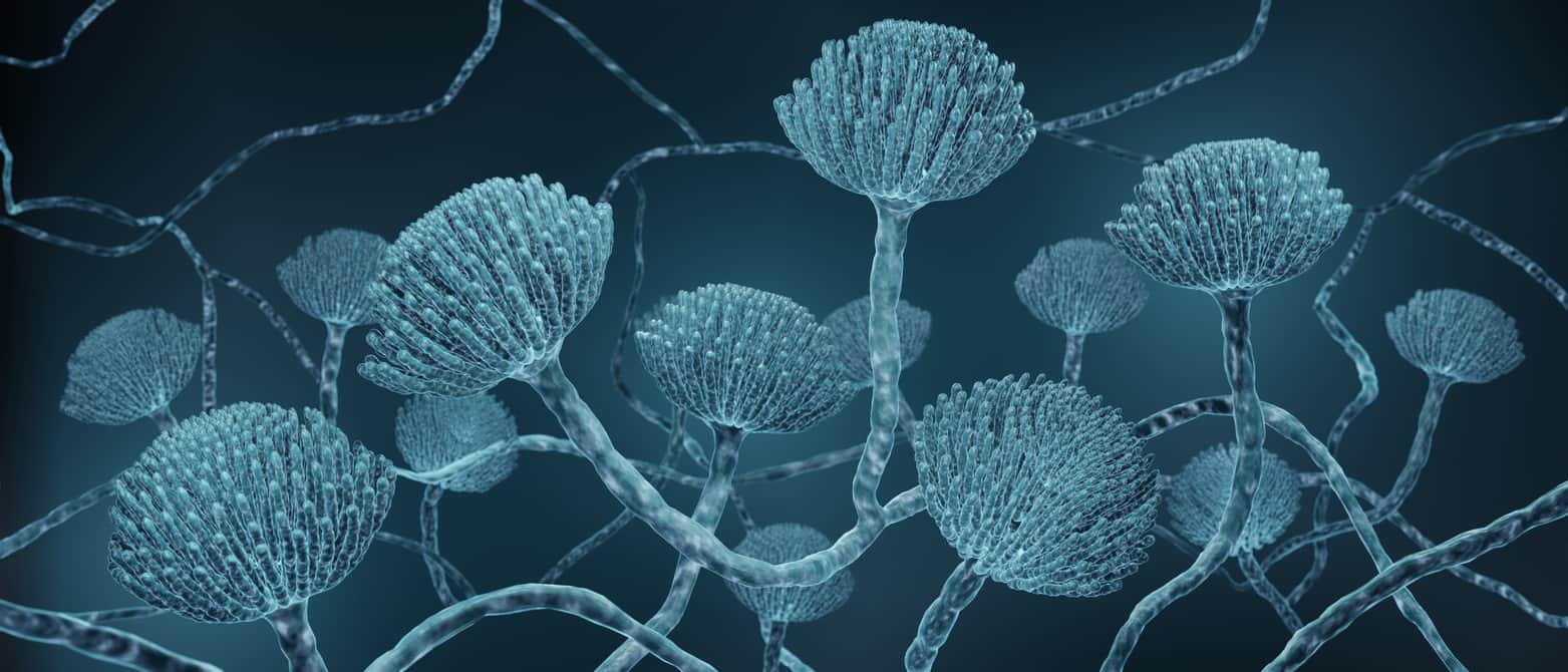 L’aspergillose pulmonaire associée à la Covid-19
