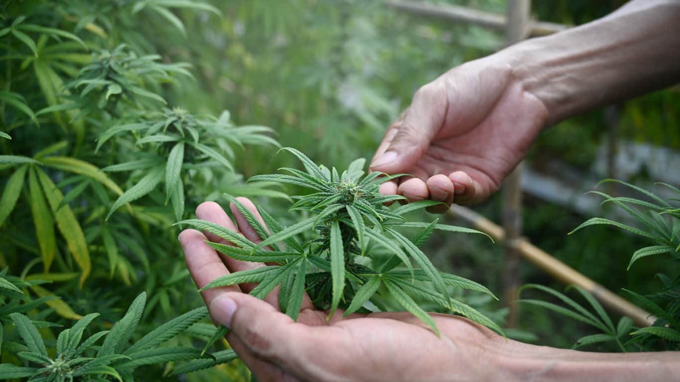 Les effets du cannabis thérapeutique