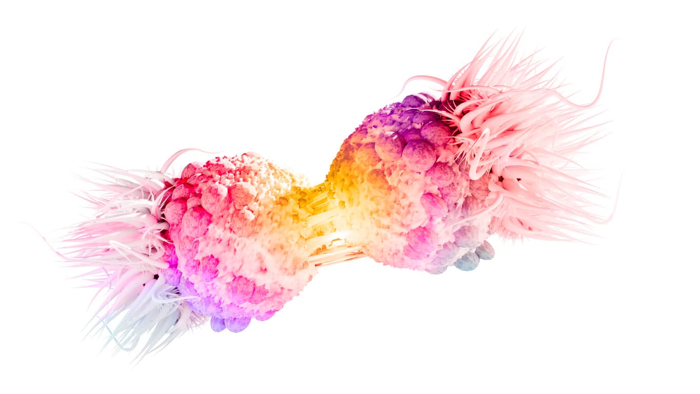 Transplantation et Cancer : le duo sauveur ?
