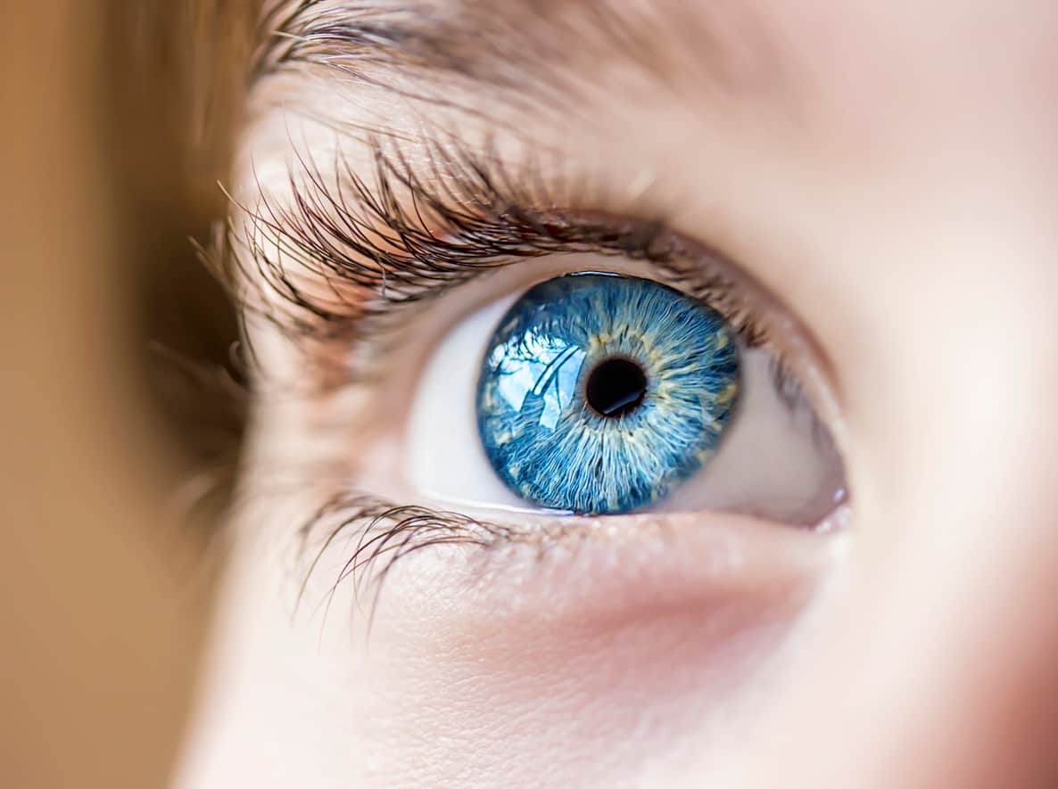 Un lien immunologique entre l’œil et le cerveau