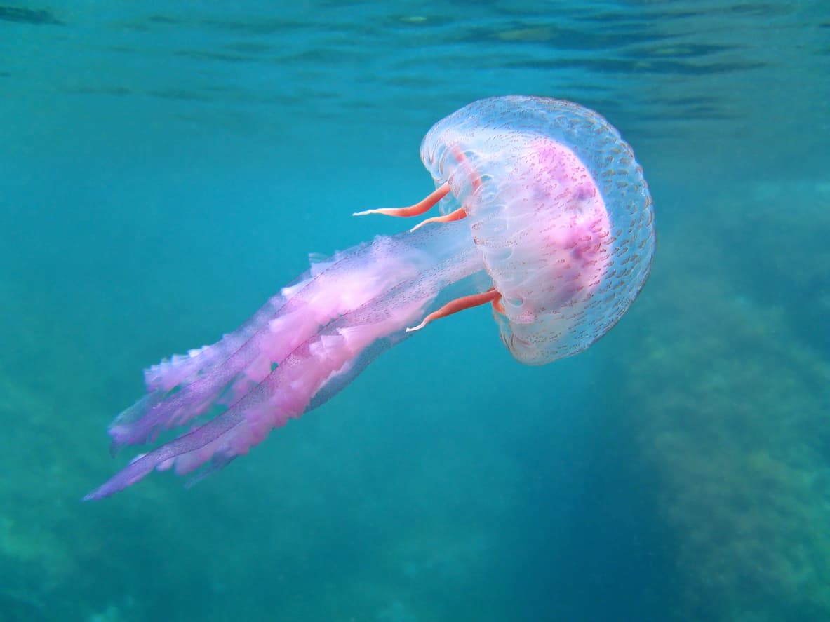 Collagène de méduse : une ressource marine à haute valeur ajoutée ?