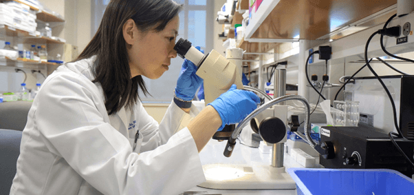 Des macrophages « éboueurs » de l’œil : une nouvelle piste contre le glaucome