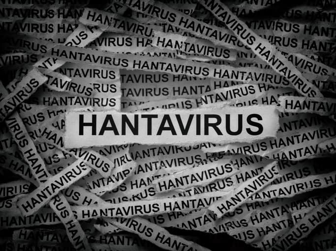 Hantavirus des Andes : le prochain virus à surveiller de près ?