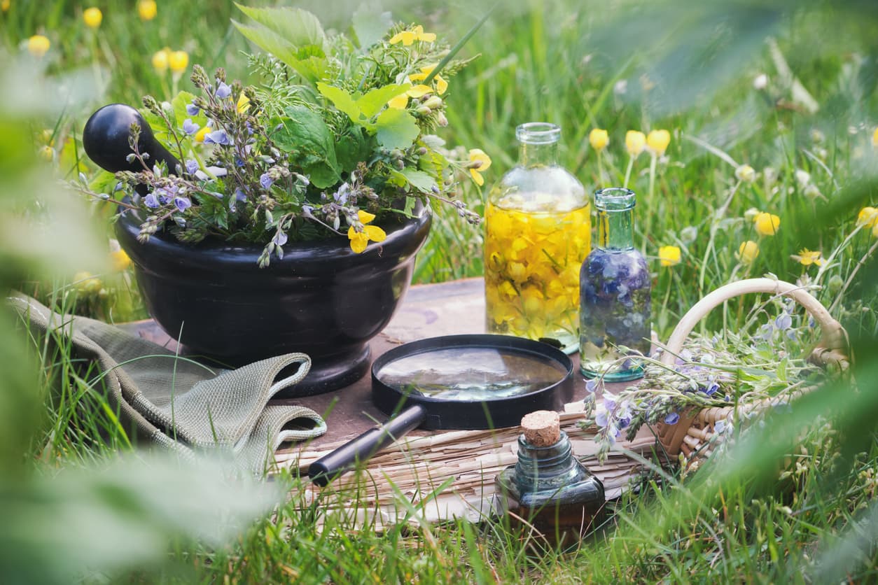 Plantes médicinales : un atout contre le cancer colorectal ?
