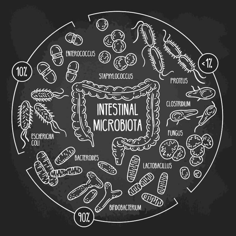 Transplantation of faecal microbiota: a new weapon against type 2 diabetes?