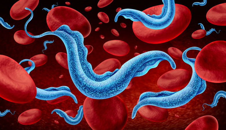 Chagas: the parasite that outsmarts the immune system?