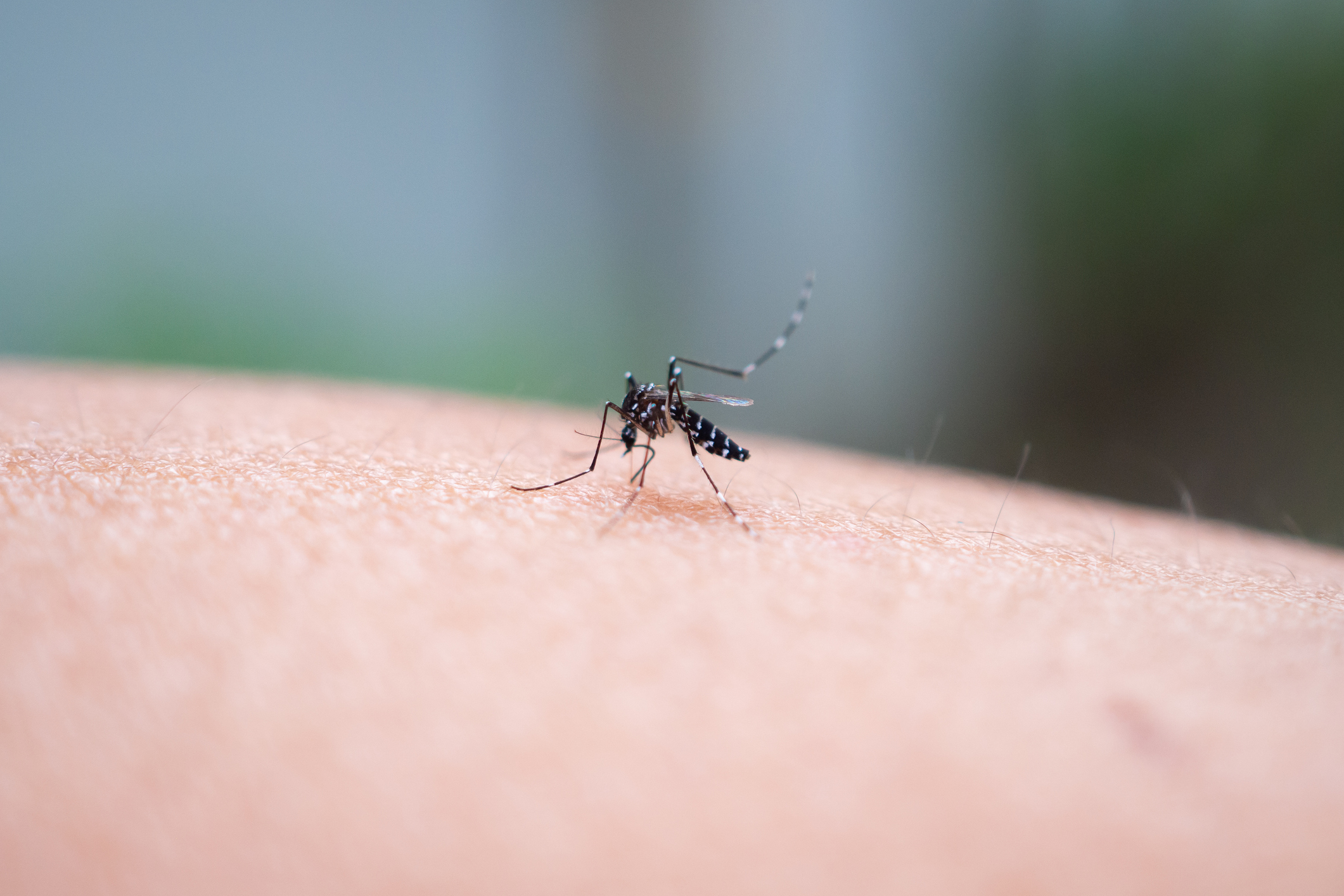 Chikungunya: Why Is This Virus Re-Emerging Around the World?