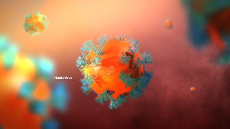 Comment stopper les hantavirus ?