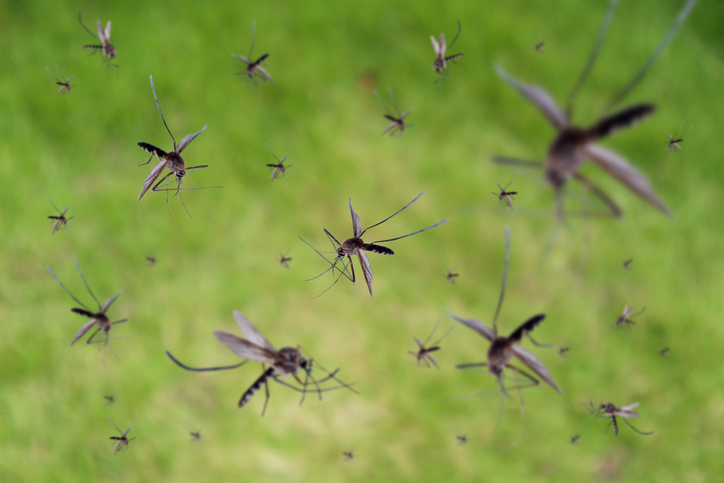 CRISPR Against Malaria: The End of the Mosquito?
