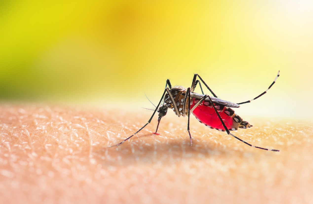 Dengue et Psyché : La tempête silencieuse
