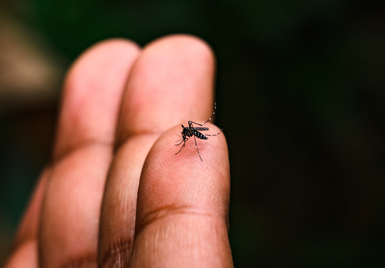 Dengue: Is safe vaccination possible? Dengue: Is safe vaccination possible?