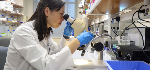 Des macrophages « éboueurs » de l’œil : une nouvelle piste contre le glaucome