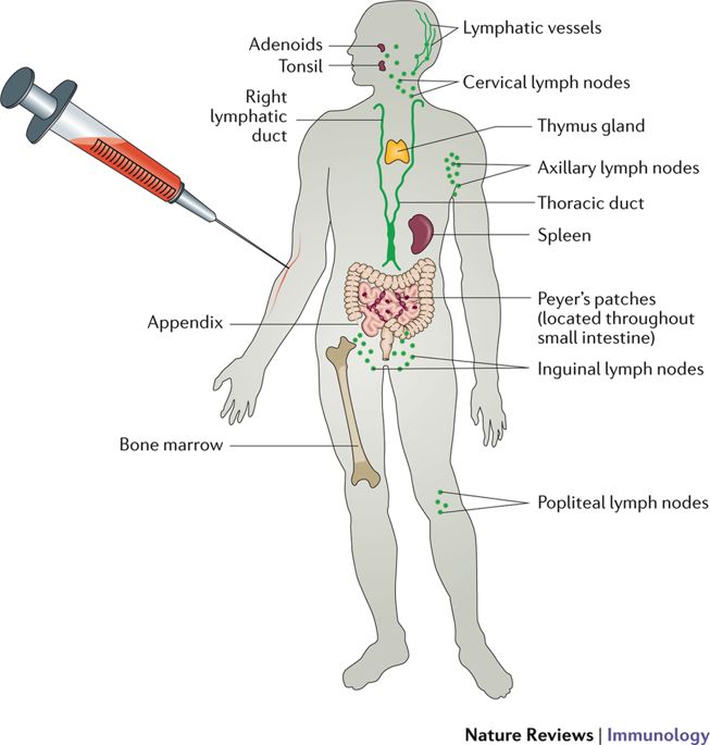 Human Immune System Overview