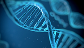 L’ADN libre circulant issu des cellules de l’endomètre augmente-t-il au cours des règles et dans l’endométriose ?