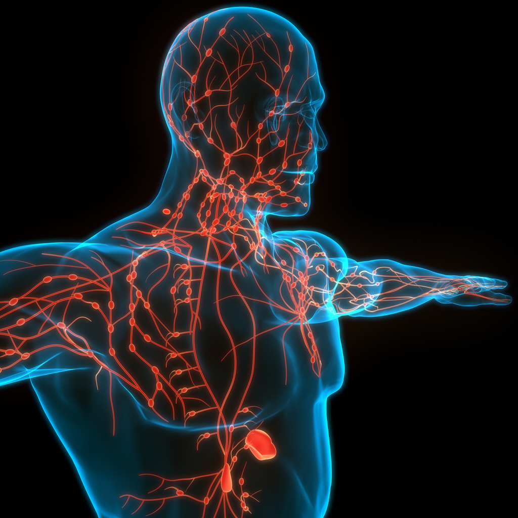 La toxicité des anticorps bispécifiques CD3 et CD20 La toxicité des anticorps bispécifiques CD3 et CD20