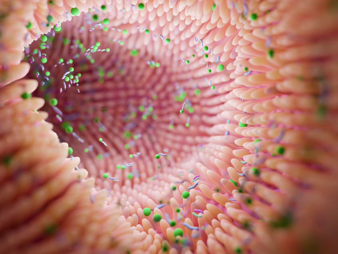 Les cellules souches intestinales dans les maladies inflammatoires de l’intestin Les cellules souches intestinales dans les maladies inflammatoires de l’intestin