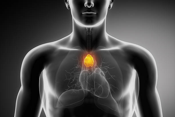 Mesenchymal stem cells, a therapeutic strategy to combat thymus aging