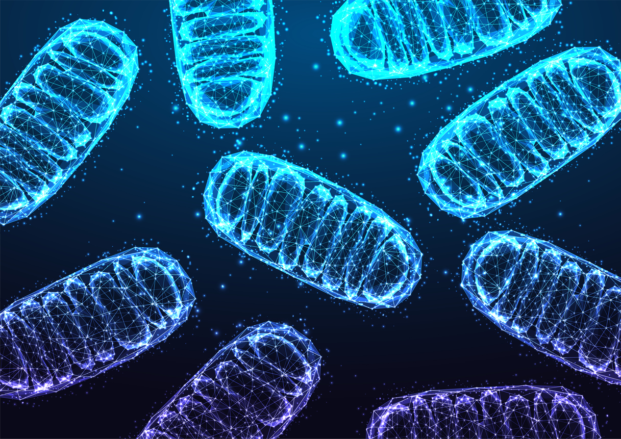 Les mitochondries dans l’homéostasie cardiaque Les mitochondries dans l’homéostasie cardiaque