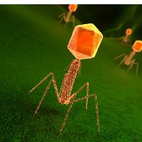 Coevolutionary phage training leads to greater bacterial suppression and delays the evolution of phage resistance Coevolutionary phage training leads to greater bacterial suppression and delays the evolution of phage resistance