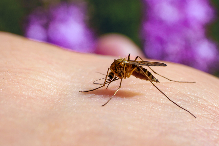 Les étapes clés de l’invasion des globules rouges par les mérozoïtes de Plasmodium Les étapes clés de l’invasion des globules rouges par les mérozoïtes de Plasmodium
