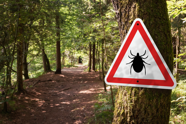 Maladie de Lyme : vers le retour d’un vaccin ?