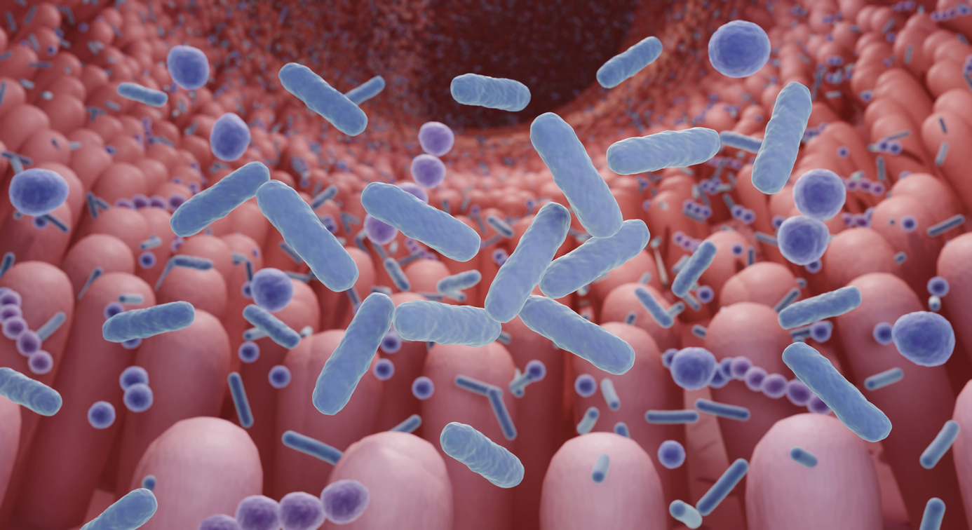 When the gut challenges MS