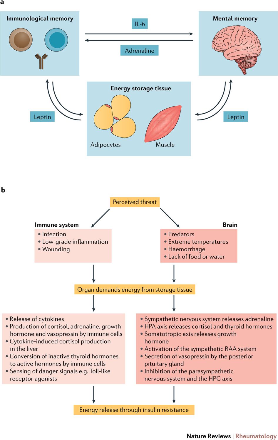 The Immune System and The Brain