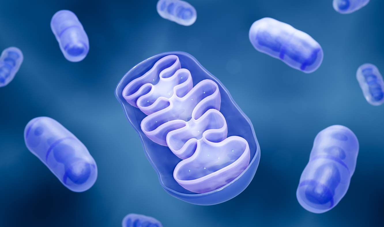 TNBC : et si tout se jouait dans les mitochondries ? TNBC : et si tout se jouait dans les mitochondries ?