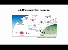 AAV Vectors in the Liver - Ian Alexander