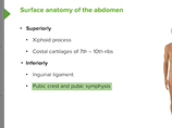 Abdominal Surface - Anatomy Abdominal Surface - Anatomy