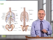 Abdominal Wall - Anatomy Abdominal Wall - Anatomy
