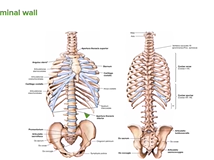 Abdominal Wall: Overview - Anatomy Abdominal Wall: Overview - Anatomy