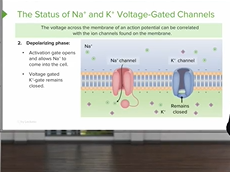 Action Potential