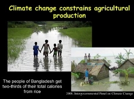 Agriculture - Les bases moléculaires de la résistance aux maladies