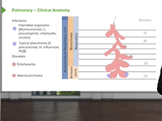 Alveolar Ducts & Dead Space  Pulmonary Pathology Alveolar Ducts & Dead Space  Pulmonary Pathology