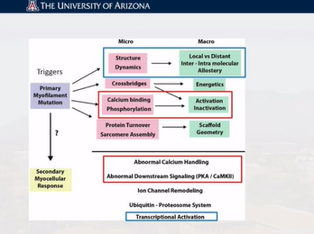 An Integrative Approach to Hypertrophic Cardiomyopathy