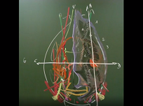 Anatomie chirurgicale de lovaire