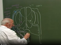 Anatomie chirurgicale des plexus hypogastriques chez lhomme