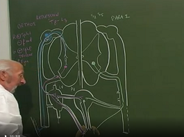 Anatomie chirurgicale des plexus hypogastriques chez la femme