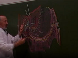 Anatomie chirurgicale du pancréas (3éme partie)