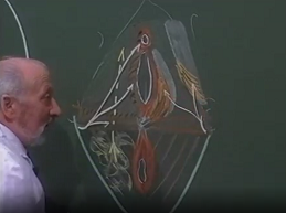 Anatomie de la cloison colpo-rectale