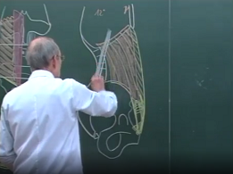 Anatomie de la paroi de labdomen 1996