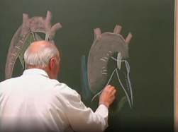 Anatomie de la racine aortique