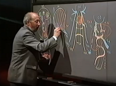 Anatomie de la segmentation veineuse du foie