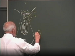 Anatomie des douleurs pelvi-périnéales de la femme