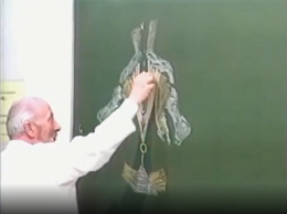 Anatomie du diaphragme pelvien principal de la femme