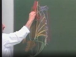 Anatomie du mésorectum