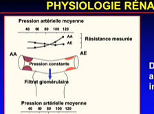 Anatomie et physiologie rénale